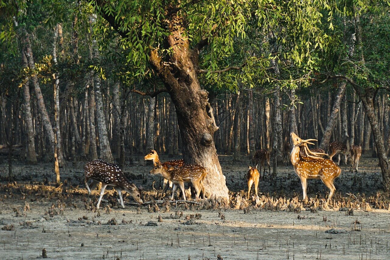 Sundarban